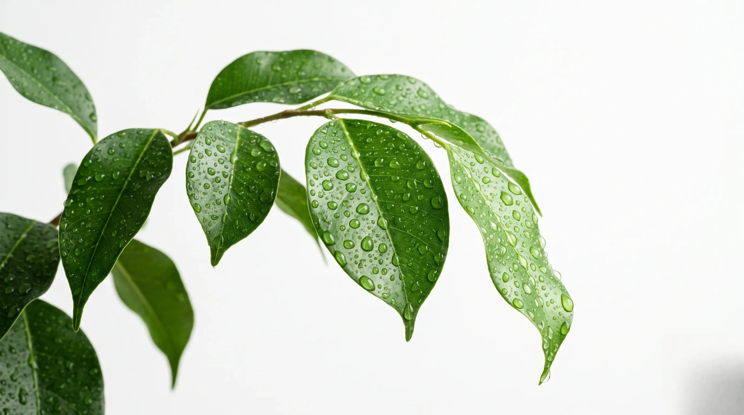 Feuilles avec rosée pour illustrer l'avis dermatologue sur La Rosée. La rosée avis dermatologue